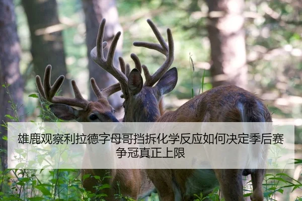 雄鹿观察利拉德字母哥挡拆化学反应如何决定季后赛争冠真正上限